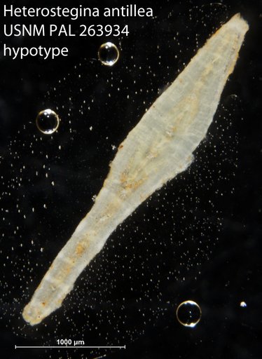 Heterostegina antillea Cushman, 1919