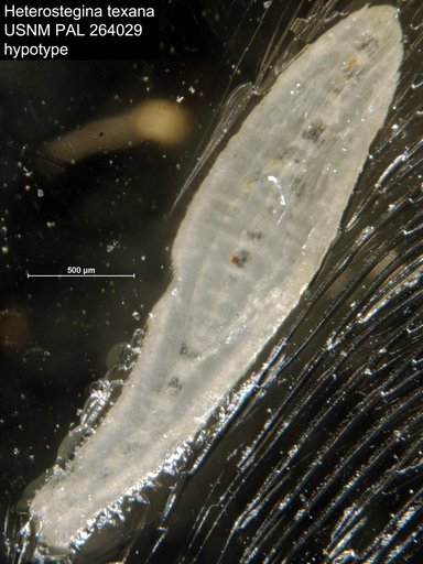 Heterostegina texana Gravell & Hanna, 1937