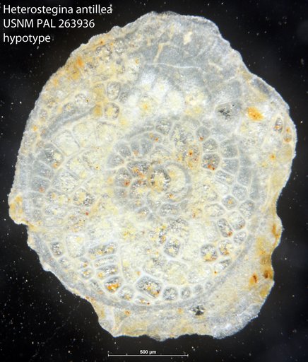 Heterostegina antillea Cushman, 1919