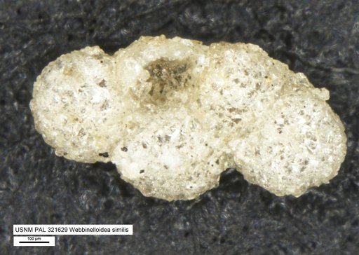 Webbinelloidea similis Stewart & Lamp, 1947