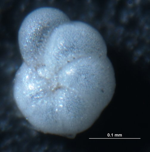 Hayensina germanica (Ehrenberg)