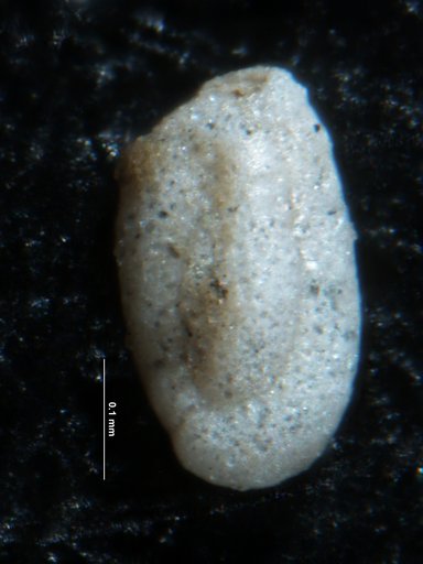 Miliammina fusca (Brady, 1870)