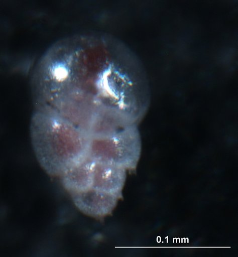 Bulimina aculeata d'Orbigny, 1826
