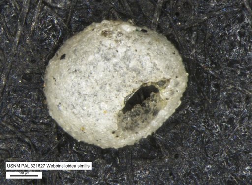 Webbinelloidea similis Stewart & Lamp, 1947