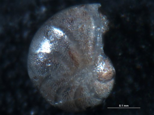 Hanzawaia concentrica (Cushman, 1918)