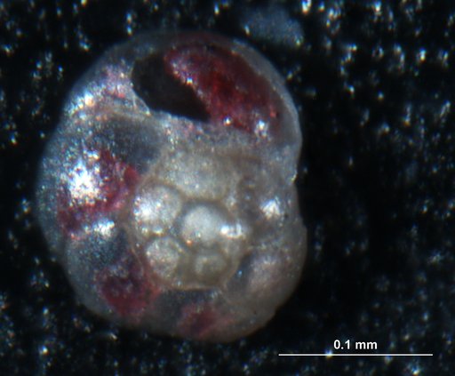 Rosalina globularis d'Orbigny, 1826