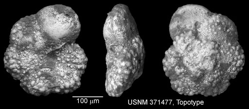 Praeglobotruncana delrioensis (Plummer, 1931)