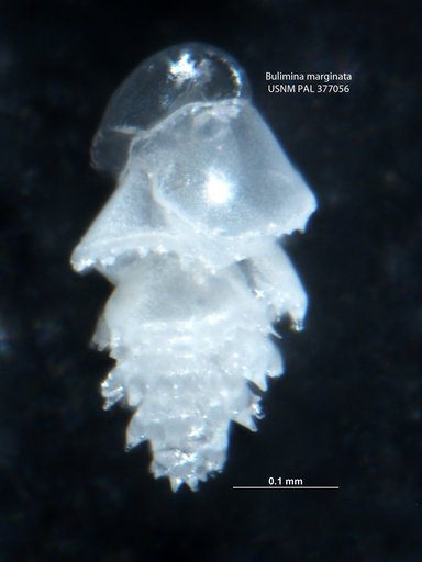 Bulimina marginata d'Orbigny, 1826