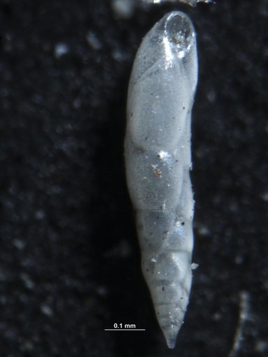 Bulimina exilis Brady, 1884