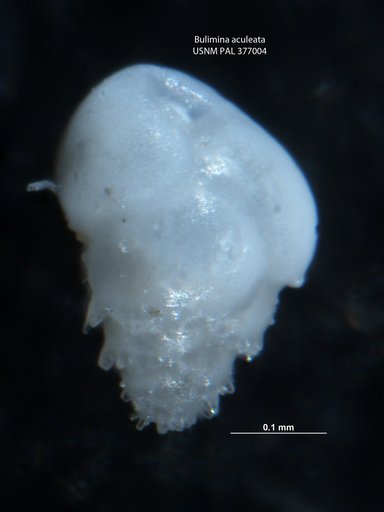 Bulimina aculeata d'Orbigny, 1826