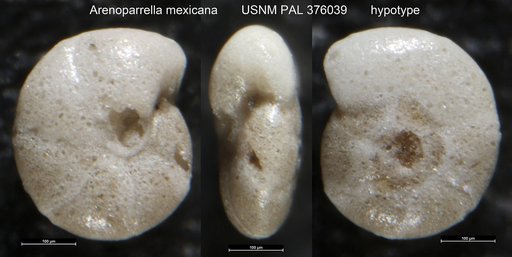 Arenoparrella mexicana (Kornfeld, 1931)