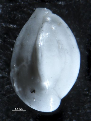 Quinqueloculina lamarckiana d'Orbigny, 1839