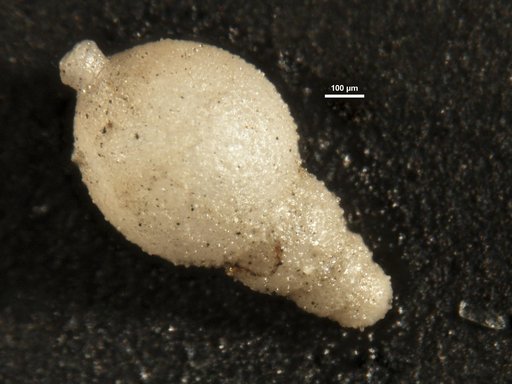 Stilostomella rugosa Guppy, 1894