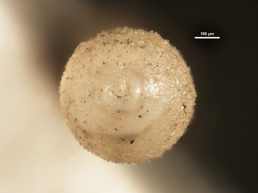 Stilostomella rugosa Guppy, 1894