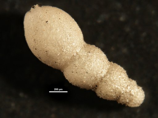 Stilostomella rugosa Guppy, 1894