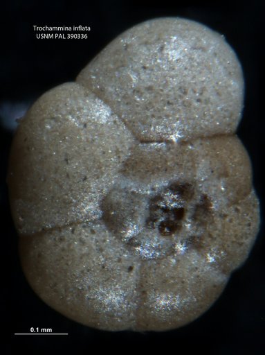 Trochammina inflata (Montagu, 1808)