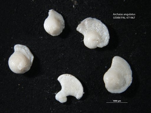 Archaias angulatus (Fichtel & Moll, 1798)