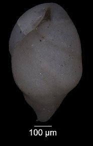 Bulimina presli Reuss, 1845