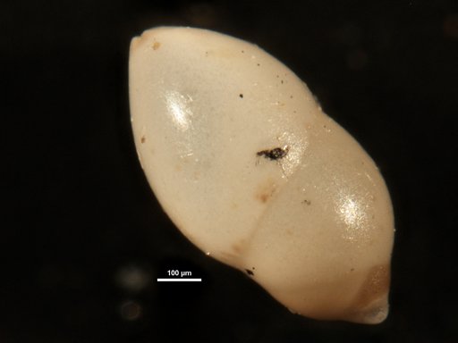 Ellipsopolymorphina fornasinii Galloway, 1933