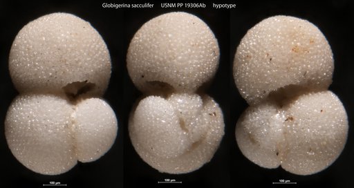 Globigerina sacculifera Brady, 1877