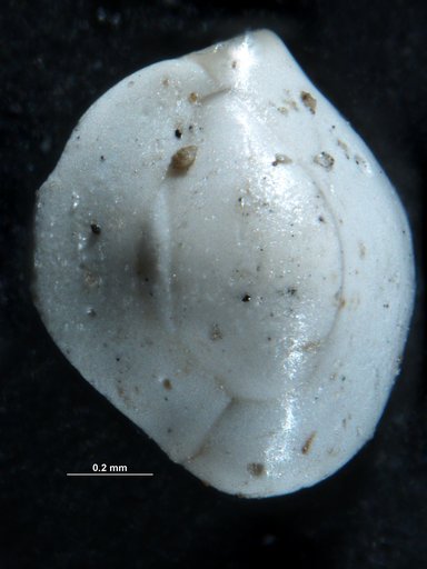 Quinqueloculina lamarckiana d'Orbigny, 1839