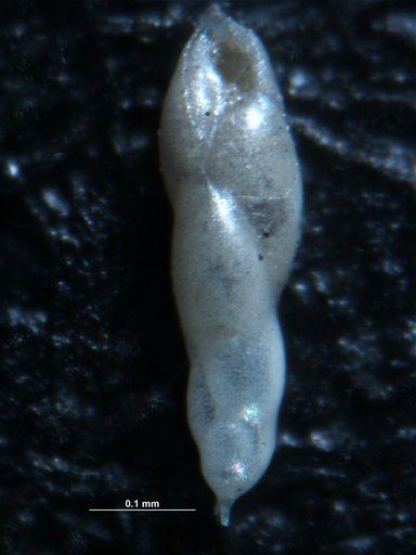 Bulimina exilis Brady, 1884
