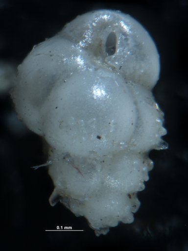 Bulimina aculeata d'Orbigny, 1826