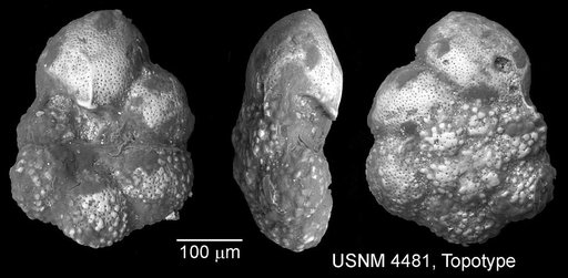 Praeglobotruncana delrioensis (Plummer, 1931)