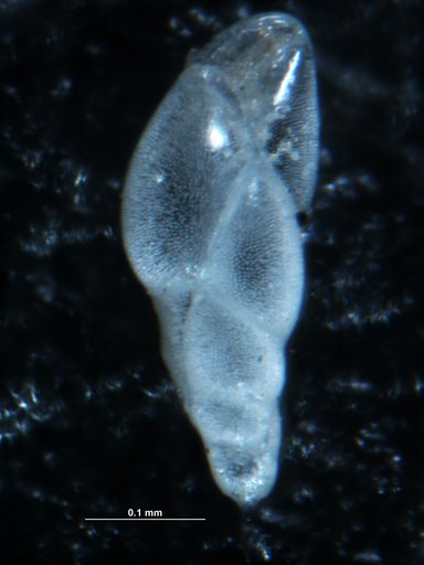 Bulimina exilis Brady, 1884
