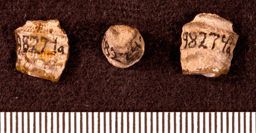 Macgeea subcylindrica Stumm