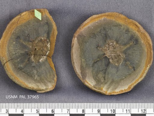 Geratarbus scabrum Scudder