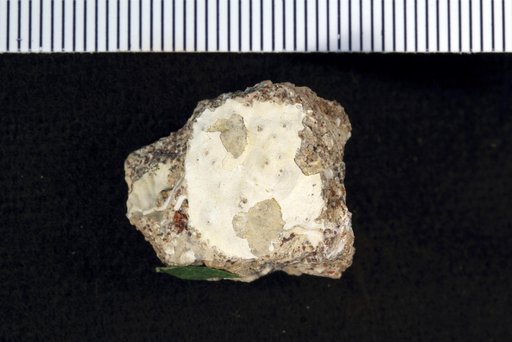 Trachycarcinus decorus Rathbun