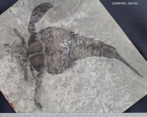 Eurypterus lacustris Harlan, 1834