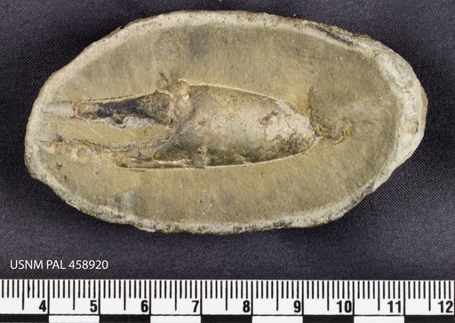 Hoploparia stokesi (Weller)