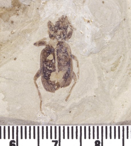 Carabidae sp indet.