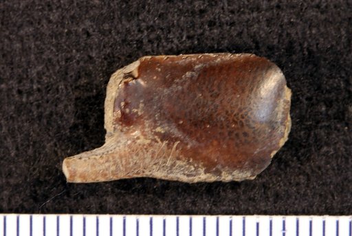 Callianassa delta Rathbun