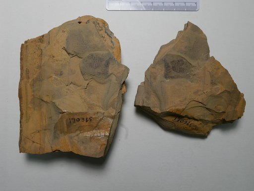 Madera mamayi Carpenter