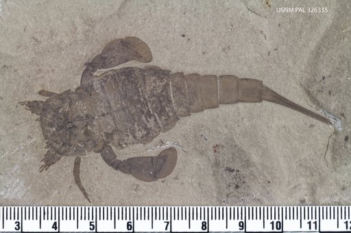 Eurypterus remipes Dekay, 1825