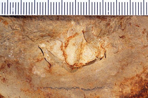 Lyreidus alseanus Rathbun