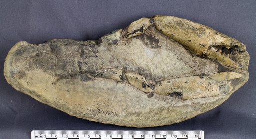 Metanephrops jenkinsi Feldmann