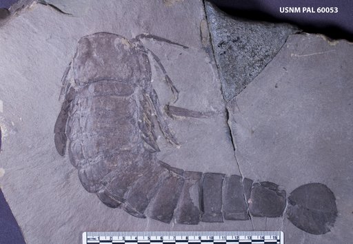 Pterygotus buffaloensis (Pohlman, 1881)