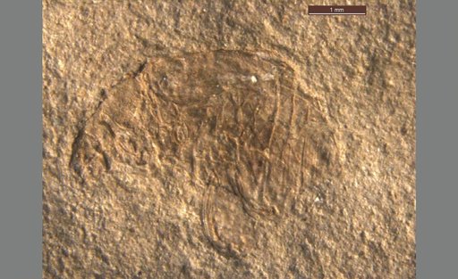 Oligobruchus sp Kingsolver