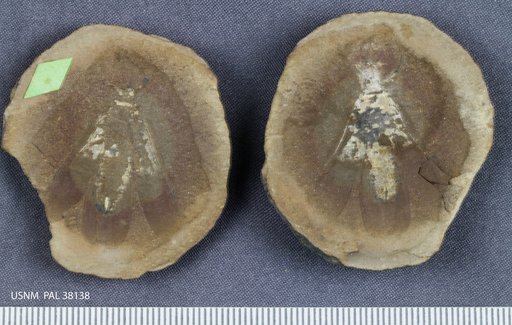 Anthracothremma robusta Scudder, 1885