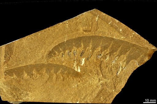 Anomalocaris canadensis Whiteaves, 1892