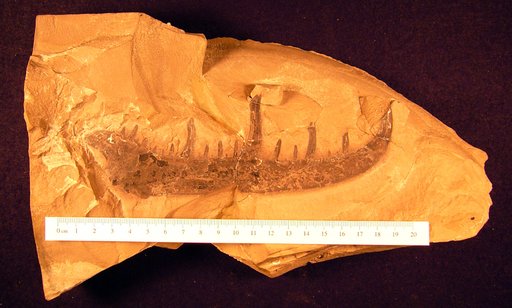 Pterygotus cobbi Hall