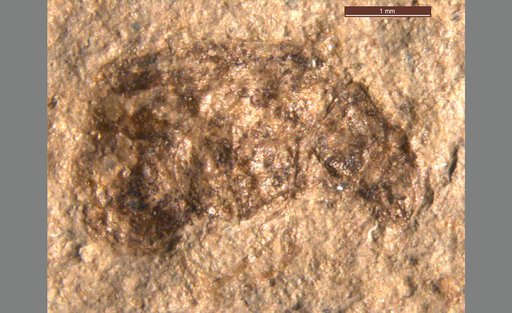 Oligobruchus florissantensis (Wickham)