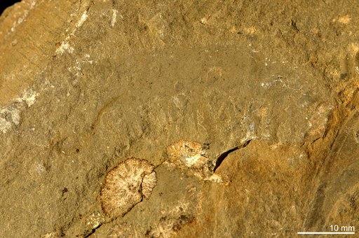 Anomalocaris canadensis Whiteaves, 1892