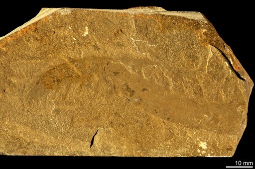 Anomalocaris canadensis Whiteaves, 1892