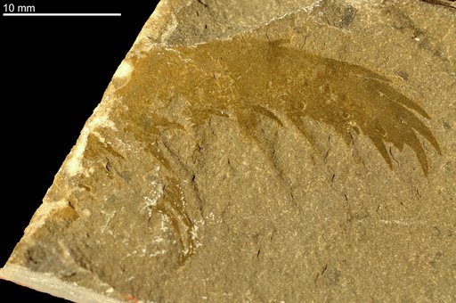 Anomalocaris canadensis Whiteaves, 1892