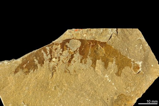 Anomalocaris canadensis Whiteaves, 1892